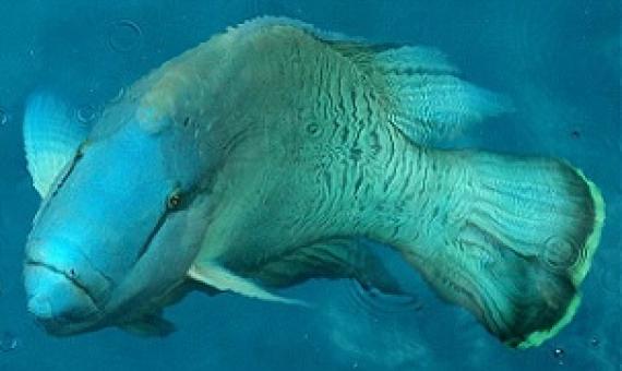 Napolean Wrasse. Credit - Taro Taylor, https://creativecommons.org/licenses/by/2.0