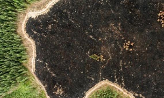 The new draft of the UN's biodiversity framework aims to have at least 20 per cent of degraded freshwater, marine and terrestrial ecosystems under restoration by 2030. Image: Jani Sipilä/Greenpeace.