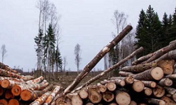 The global economy depends on the goods and services nature provides. Credit - Shutterstock