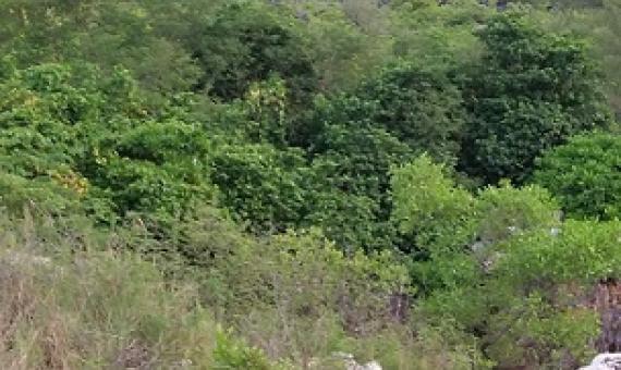 Credit - V. Jungblut