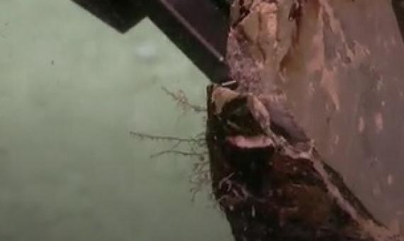 AUSTRALIAN SCIENTISTS DISCOVER NEW CORALS IN ONE OF THE MOST COMPREHENSIVE DEEP SEA STUDIES OF THE GREAT BARRIER REEF AND CORAL SEA MARINE PARKS. Credit - Schmidt Ocean Institute