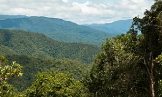 Tamarau mountains in New Guinea, one of the few places left where the rainforest is unbroken as far as the eye can see. Photograph: William J Baker/RBG Kew