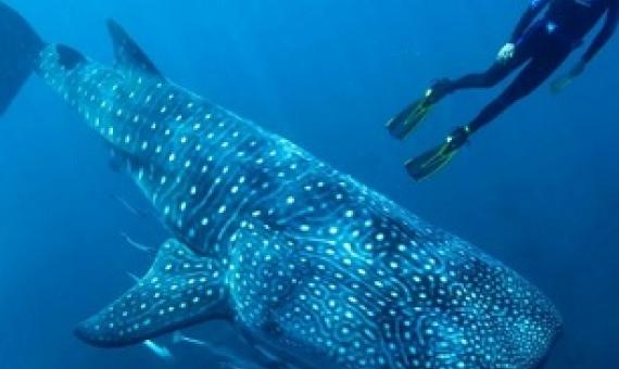 Researchers gather in Exmouth of the 2019 Whale Shark Conference.(Supplied: AIMS/Wayne Osborn)