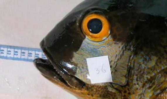 The 81-year-old midnight snapper, caught in 2016 off Western Australia, is the oldest known tropical reef fish. Photograph: Australian Institute of Marine Science