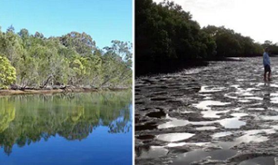 Tonnes of sediment is choking Coombabah Creek, which locals say has settled in the waterway since Serenity Cove development work. Composite: walkingthegoldcoast/Steve Jeffrey