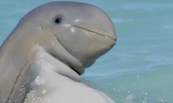  Despite being banned, levels of DDT and other harmful chemicals in dolphins are increasing. These chemicals have been linked to mass mortality events. Photograph: Deb Thiele