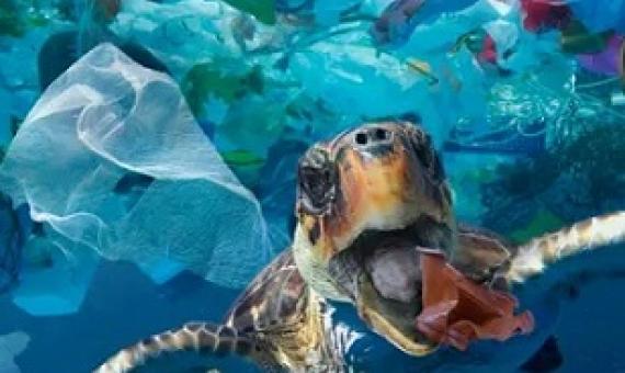 A turtle tries to eat a plastic cup: consumer items such as food containers make up the largest share of litter origins, the study found. Photograph: Paulo Oliveira/Alamy Stock Photo