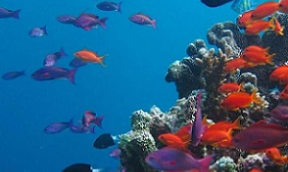  Several marine species are on a verge of extinction mostly due to overfishing | Image: GVI UK