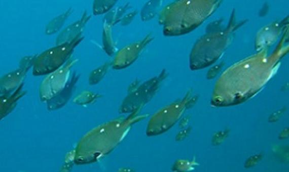 Call for 'oceans policy' for NZ. Credit - NZ DOC