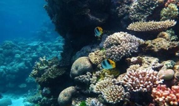 Great barrier reef / Wise Hok Wai Lum / Wikipedia / CC BY-SA 4.0