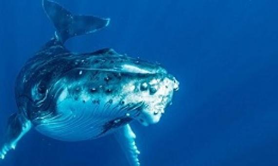Humpback whale. credit - Sven Lindblad