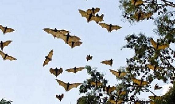 Invasive alien plants have reduced the habitat quality of the Mauritian flying fox, resulting in increased foraging in agricultural lands and urban environments. Credit: Pixabay