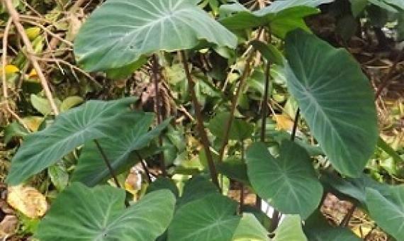 A Taro plant Photo: RNZI/Autagavaia Tipi Autagavaia