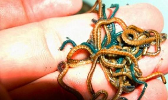 The blue sea worms are the females with eggs, while the brown sea worms are the males. Credit - National Park Of American Samoa