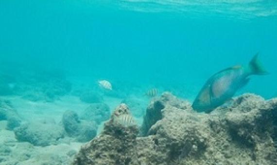 A large parrotfish scrapes algae from a Hawaiian reef. Credit - Noam Altman-Kurosaki