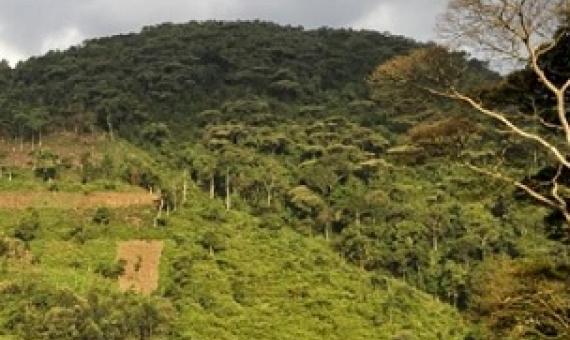 Land degradation at the edge of the Bwindi Impenetrable Forest National Park, Uganda