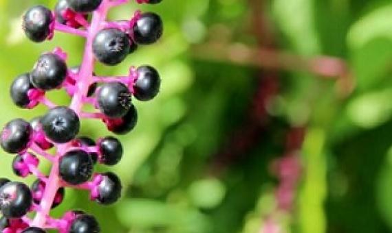 Protected areas' location may hinder conservation efforts of refugee species. Credit: CC0 Public Domain