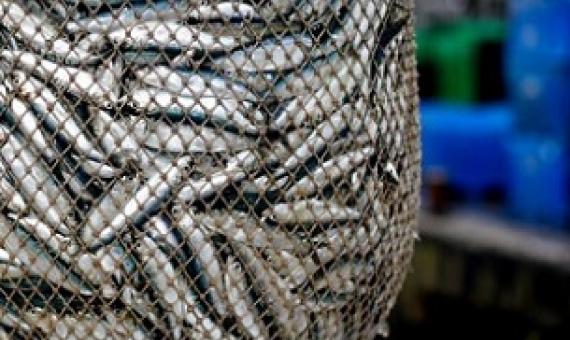 Policymakers must realise that all the drivers of extinction - habitat loss and fragmentation, over-hunting for food and profit, pollution, the spread of invasive species - must be tackled at once. PHOTO: REUTERS