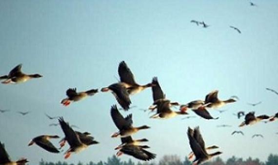 Monitoring shows protected areas safeguard bird populations. Credit: CC0 Public Domain