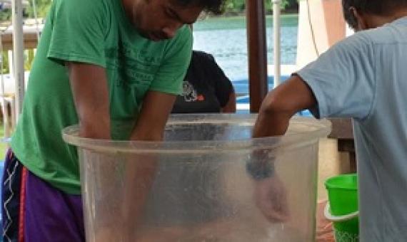 A recent study attributes Palau’s healthy clam populations to conservation measures such as marine protected areas and bans on exporting clams.  Courtesy Palau International Coral Reef Center