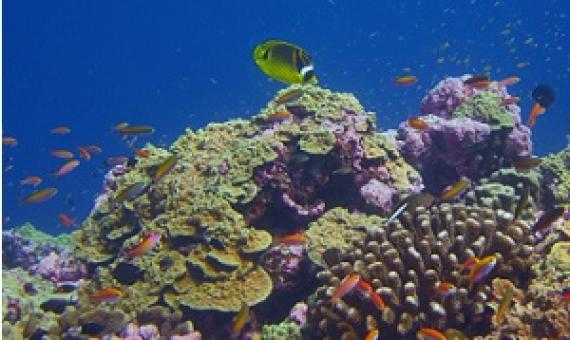 A healthy coral reef in the Phoenix Islands Protected Area in 2018. Credit: Michael Fox