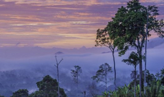 Satellites could soon map every tree on Earth