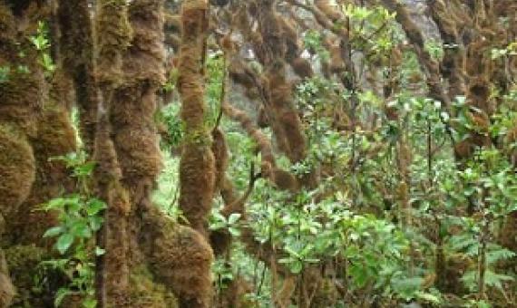Native Hawaiian snail habitat on Pu'u Kukui, Maui. Credit: Robert Cowie