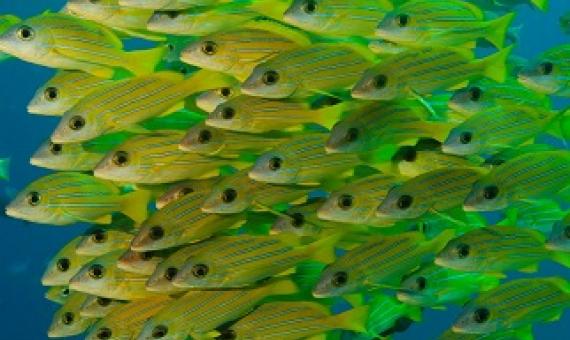  Palau’s marine sanctuary is twice the size of Mexico and aims to protect the country’s coral reefs and reef fish, such as snapper grunt (pictured). Photograph: Carlos Villoch/Alamy Stock Photo