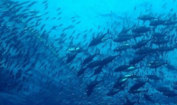 Climate change threat to ‘tuna dependent’ Pacific Islands economies. Credit - ISSF_Jeff Muir