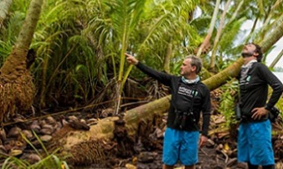 Nick Holmes (left) and Alex Wegmann (right), scientists with the Nature Conservancy, look for seabirds after volunteers have cut down and poisoned palms. Photo - DANA EDMUNDS