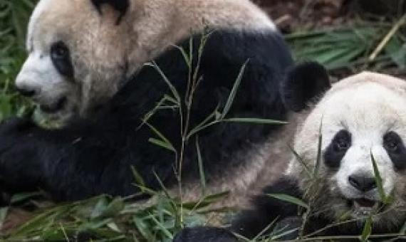 Giant pandas feed at the Chengdu breeding centre in in Sichuan province. Photograph: Roman Pilipey/EPA