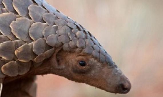 Pangolin. Photo - Still from 'Eye of the Pangolin'