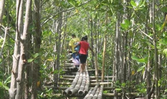 Mangrove forest in wetlands of Lebak, Sultan Kudarat, Philippines. Bonvallite/Wikimedia, CC BY-SA