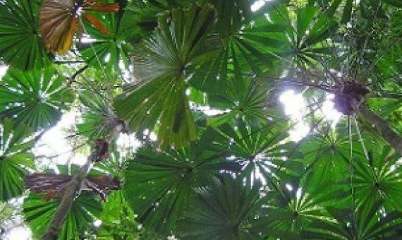 Credit - www.gleninnesexaminer.com.au