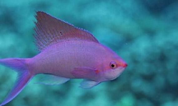 Reef fish in French Polynesia, Moorea. Credit - Sergio Floeter