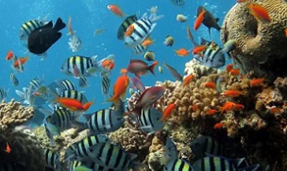 Reef fish and corals. Credit: CC0 Public Domain