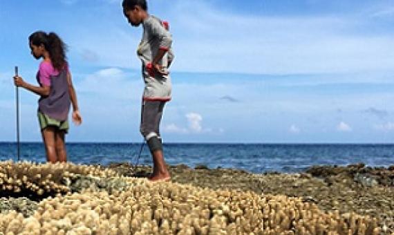 Women gleaning at low tide on Atauro Island. Credit - Ruby Grantham.