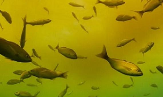 Photograph: James RD Scott/Getty Images