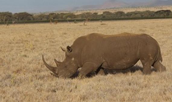 Conservation efforts in Kenya, and around the world, have been hindered by structural economic processes such as debt and austerity, further contributing to the decline of species such as rhinos. Credit - Patrick Bigger, Lancaster University 