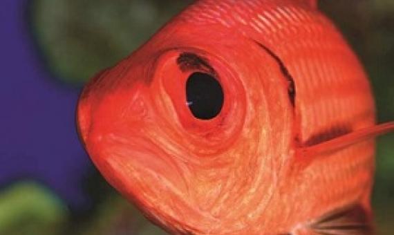 Easter Island’s waters are known to contain geological hot spots and oases teeming with life. Eduardo Sorensen The Pew Charitable Trusts