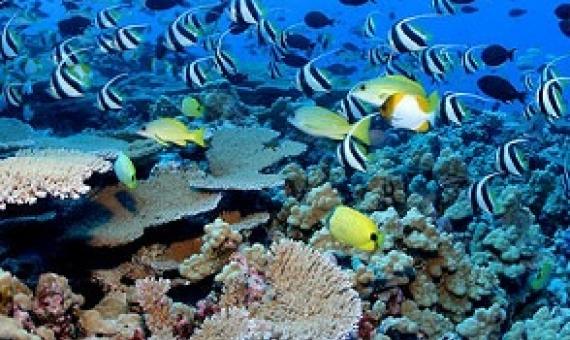 Rapture Reef at French Frigate Shoals. JAMES WATT / INSTITUTE FOR OCEAN CONSERVATION SCIENCE