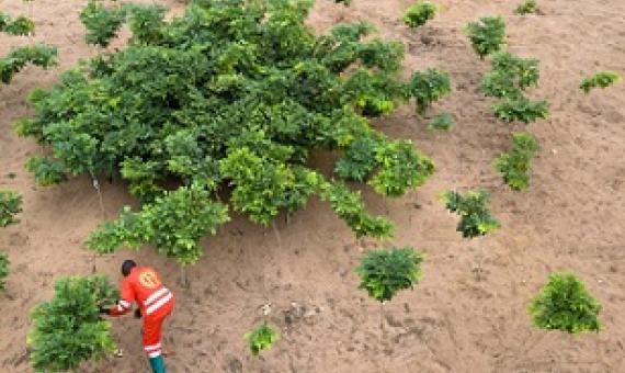 Growing afrormosia trees in the Democratic Republic of Congo. Research showing the potential for forests to lessen climate change has spurred a wave of tree-planting efforts around the world. (Image: Axel Fassio/CIFOR, CC BY-NC-ND 2.0)