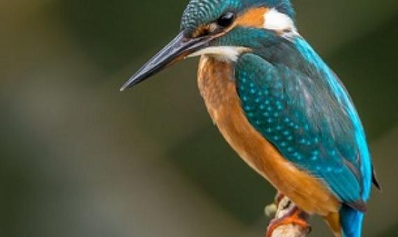 Is Rewilding The Conservation Strategy We Need To Restore Biodiversity?. Credit - Vincent van Zalinge/Unsplash.