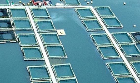 Plenty of fish in the sea: a salmon farm in Canada. Credit: Michele and Tom Grimm/Alamy