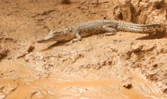 Credit - Christina Wood/WorldFish