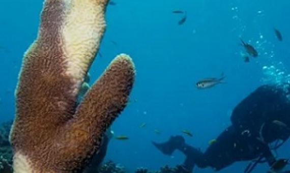 A researcher off the Virgin Islands swims past a pillar coral showing signs of stony coral tissue loss disease (SCTLD). Photographs: Lucas Jackson/Reuters