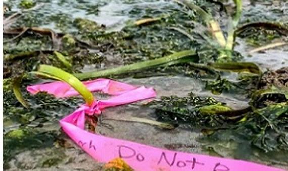 Credit: Cornell University