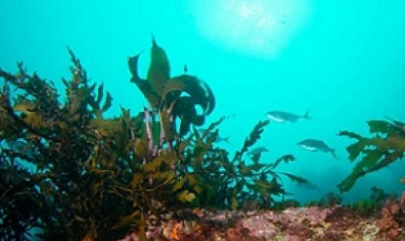 Regenerating Wellington's seaweed forests. Photo: NIWA/ Leigh Tait