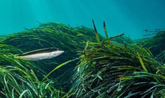 Scientists say the symbiotic bond formed between nitrogen-fixing bacteria and Neptune seagrass is an example of convergent evolution. Photo by Shane Gross/NPL/Minden Pictures