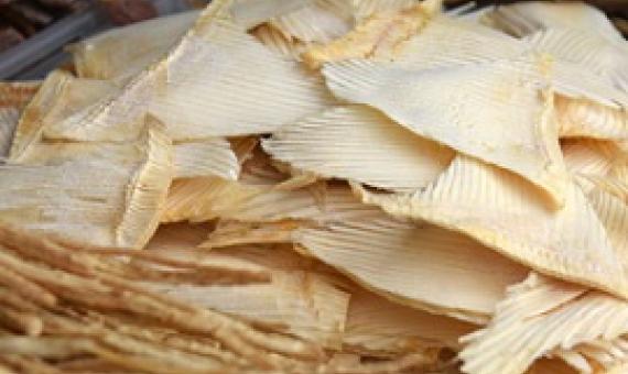 Shark fins. Source - www.seafoodsource.com